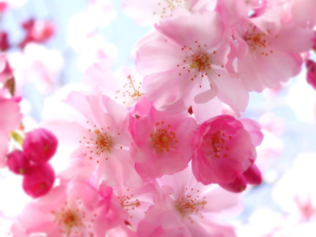 Pretty Flowers Pictures HD Wallpaper Background