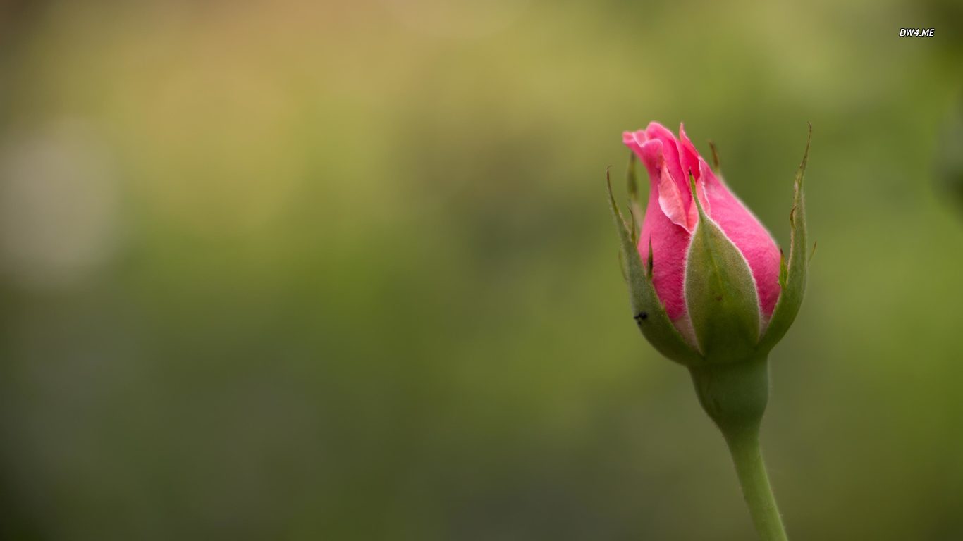 A Single Flower Pictures  Download Free Images on Unsplash