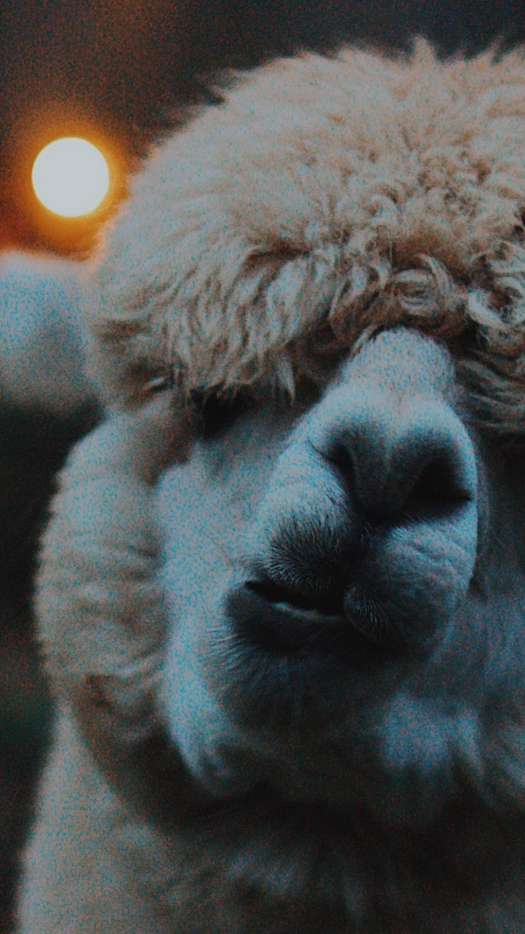 Lama 9t7zntxxnl71h9w5 Wallpaper