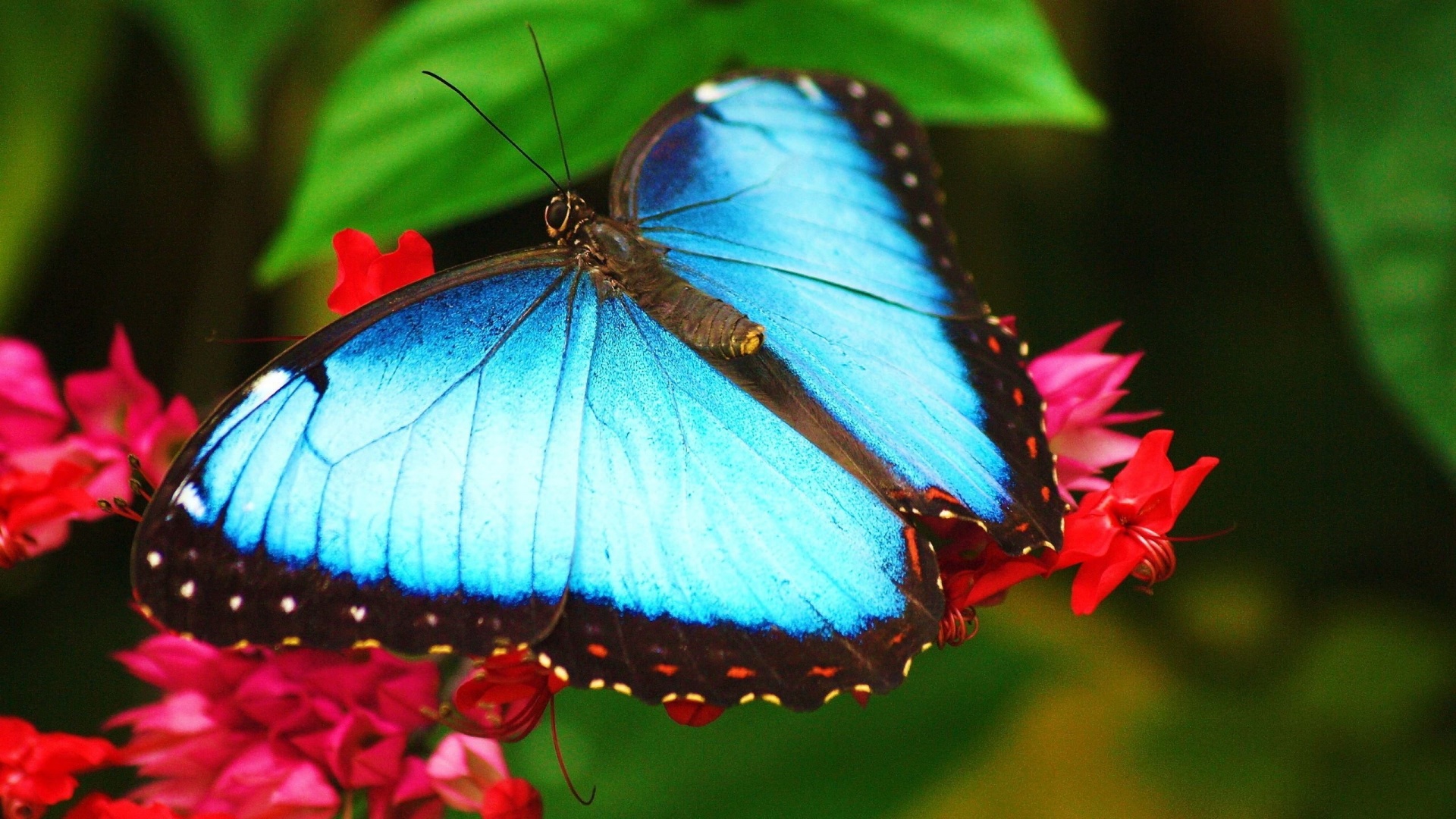 Beautiful Blue Butterfly Wallpaper