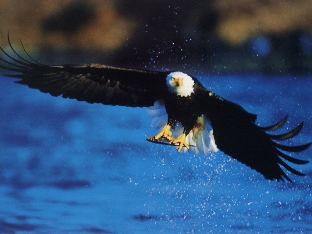 American Bald Eagle Fishing Wildlife Puter Desktop Wallpaper