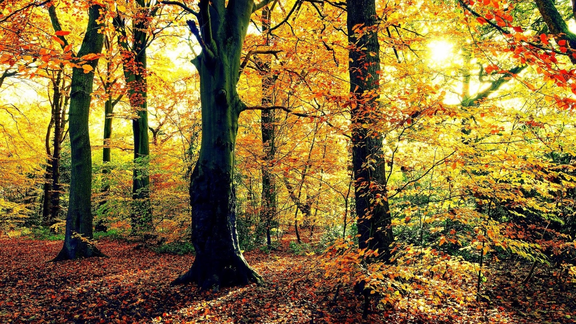 Autumn Scenes Desktop Wallpaper