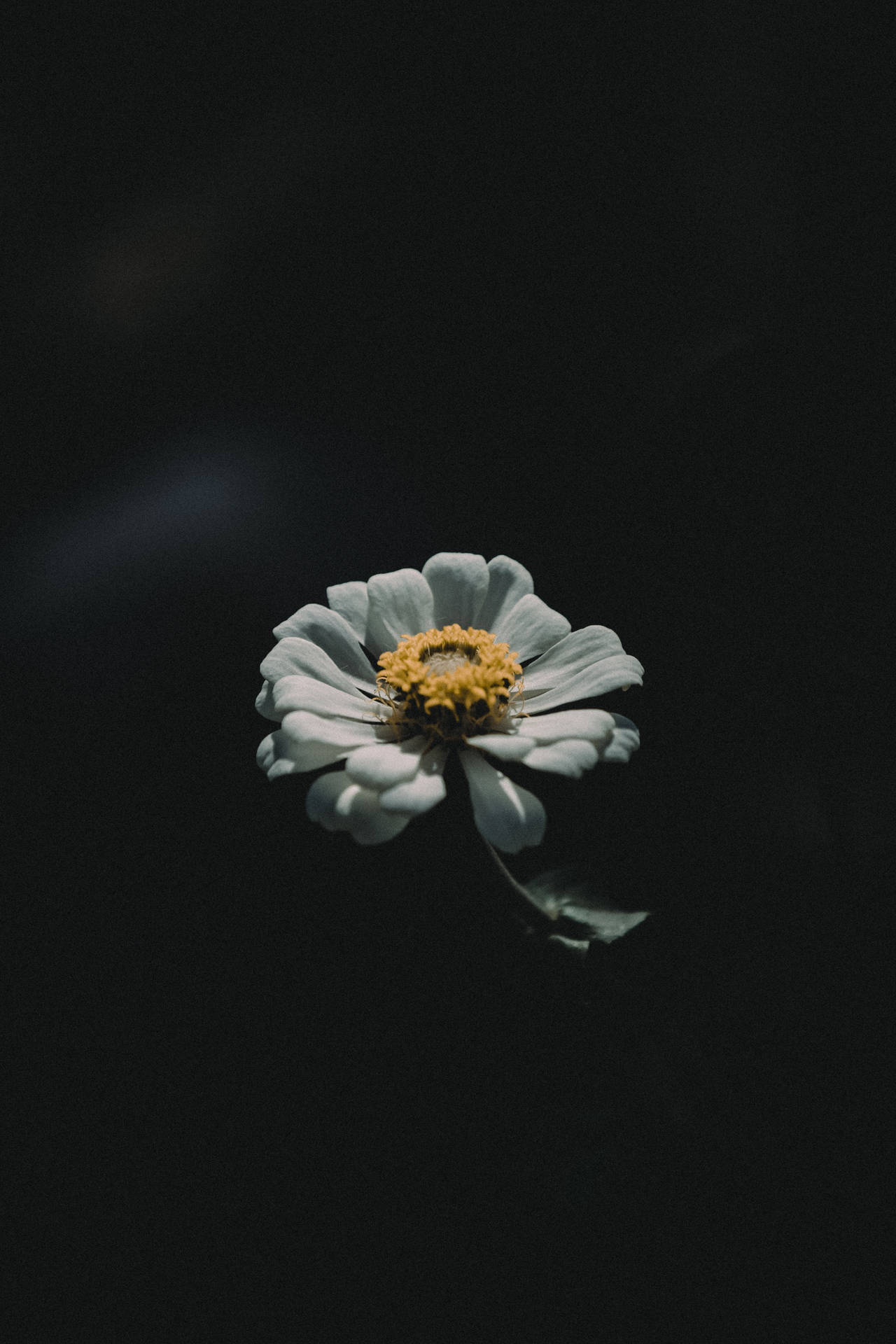 4k iPhone White Flower Wallpaper