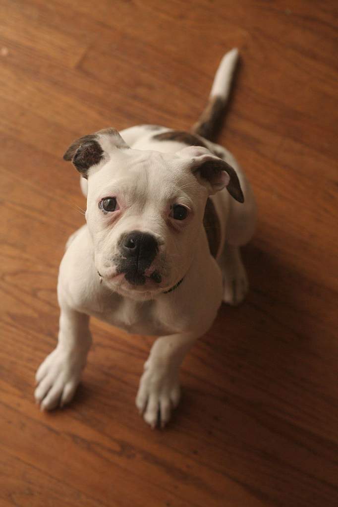 American Bulldog Puppy Sitting Puppies Wallpaper Picture