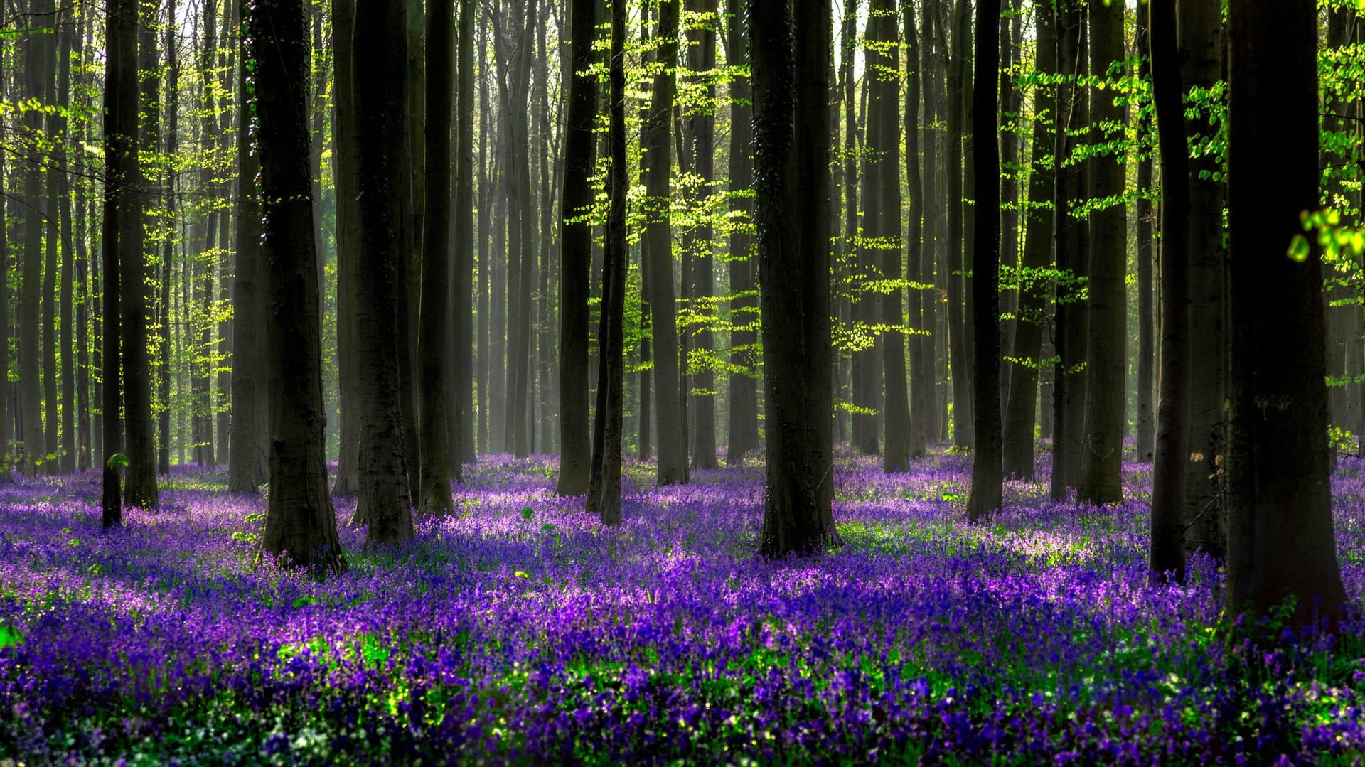 Top Hyacinth Wallpaper Full HD 4k To Use