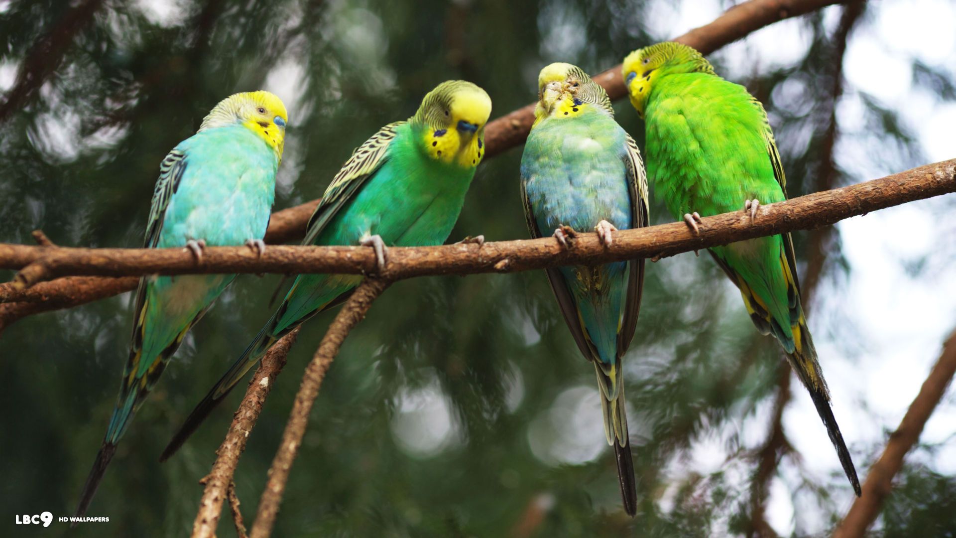 Budgie Wallpaper Budgerigar Parrot