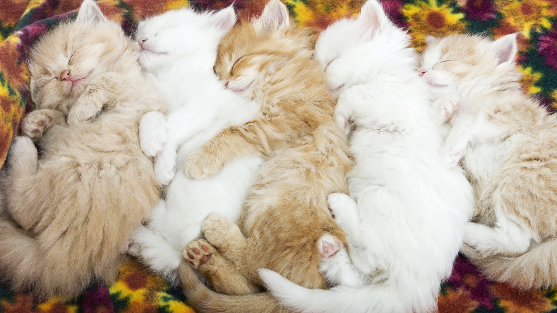 Small Lolcats Wallpaper Background