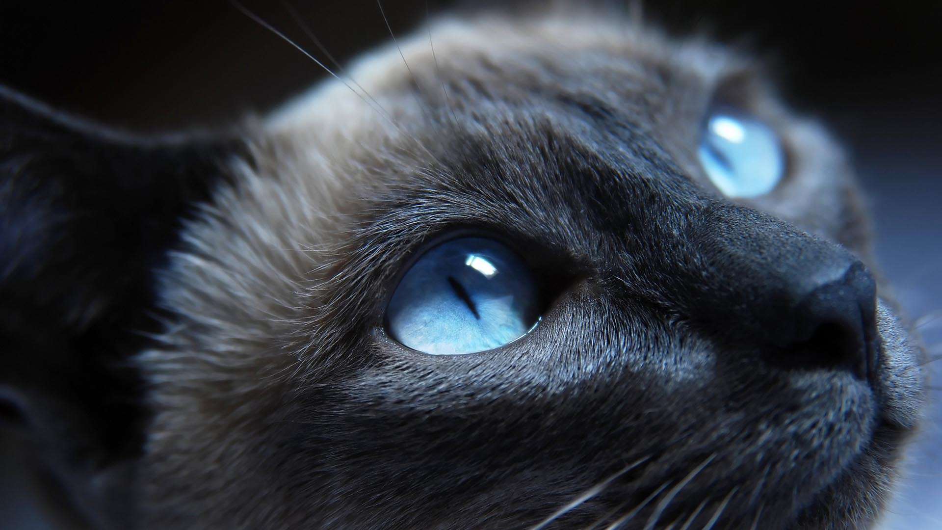 Cat Blue Eyes HD Wallpaper FullHDwpp Full