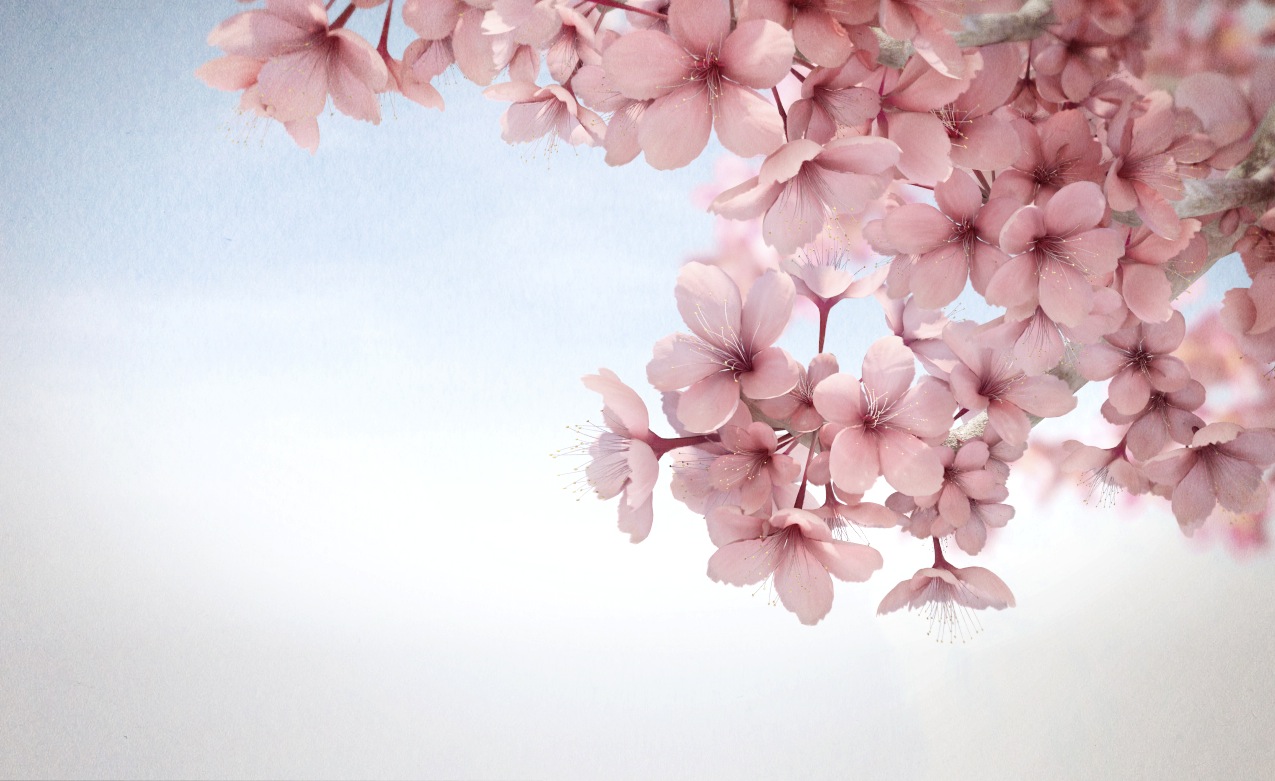 Sakura Flower HD Wallpaper Android WallpicsHD
