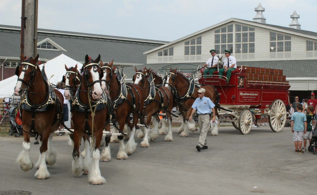 Budweiser Clydesdales Wallpaper Christmas Clydesdale