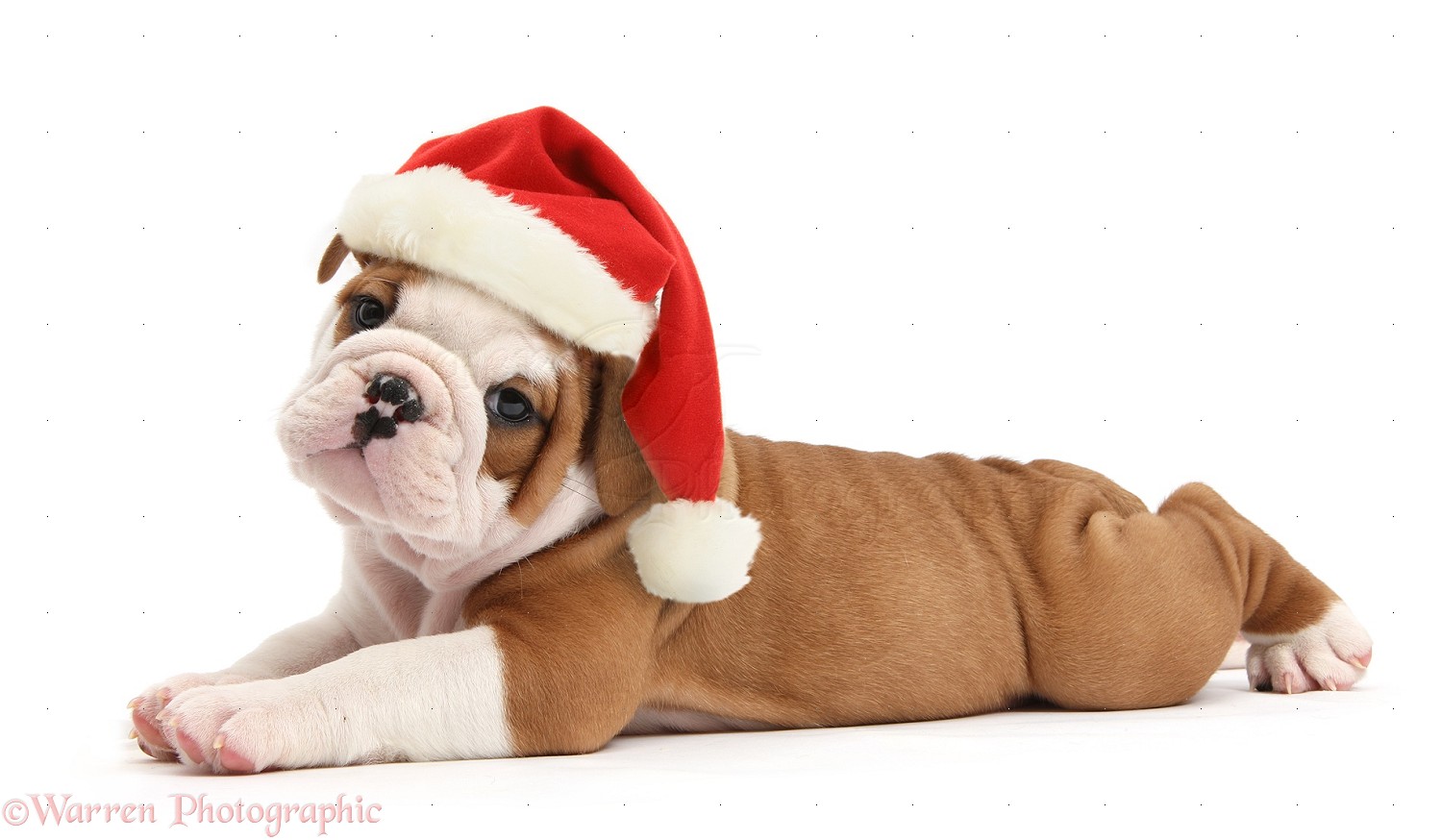 Christmas Bulldog Cute Pup Wearing A