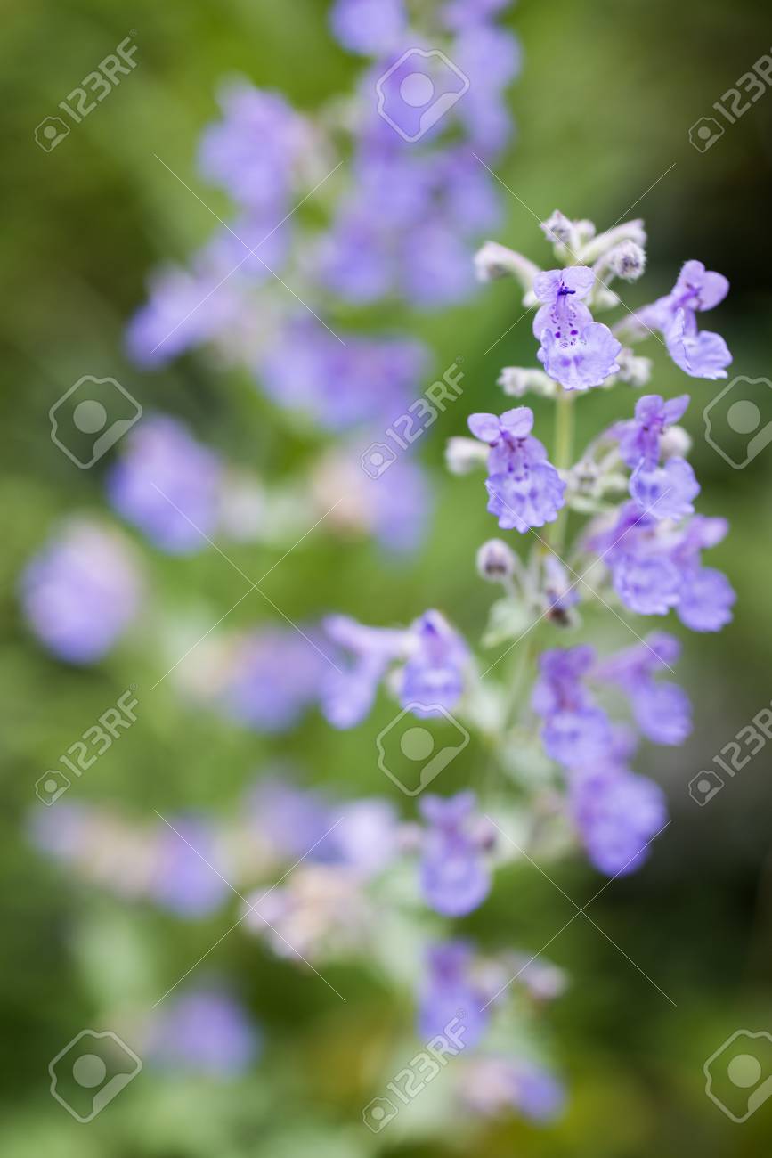 Close Up Purple Catmint Nepeta Mussini Flowers In Front Of