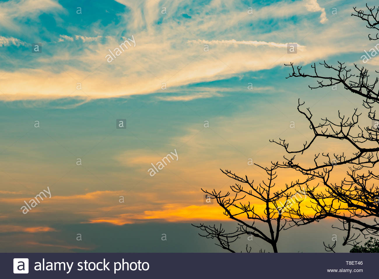 Silhouette Dead Tree On Beautiful Sunrise Golden Sky