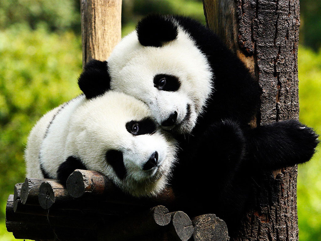 Panda Wallpaper