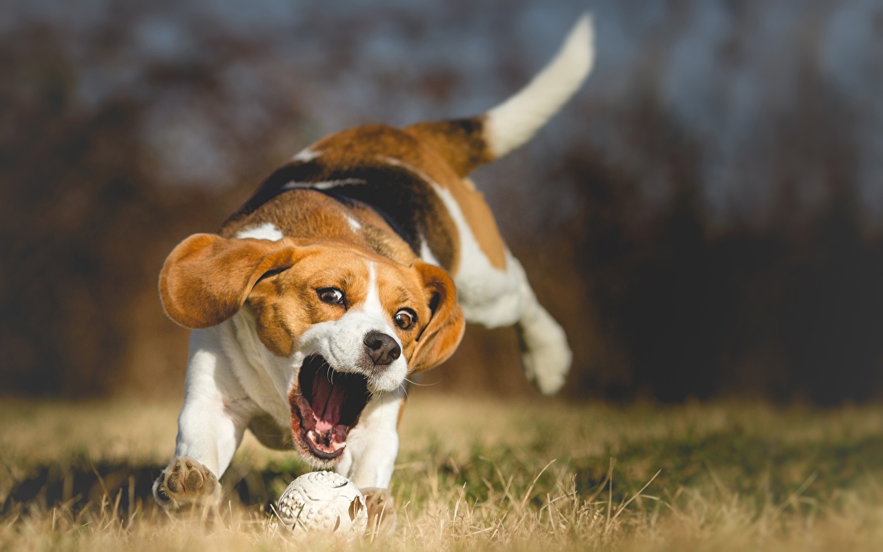 Pictures Animal Dog Grass Run Beagle Ball