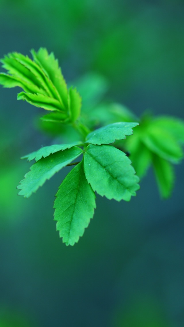 Green Spring Leaves iPhone 5s Wallpaper Download iPhone Wallpapers