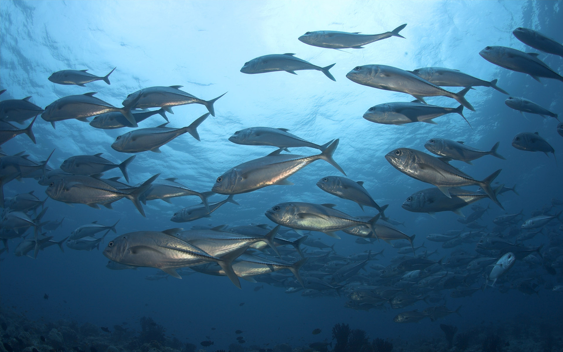 Underwater School Of Fish Desktop Wallpaper