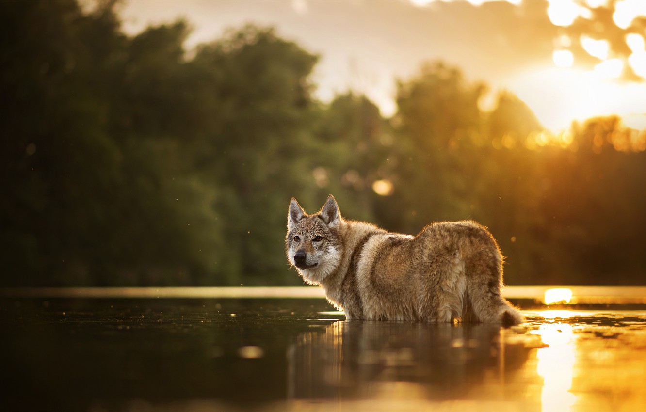 Wallpaper Water Dog Bokeh Chinua The Czechoslovakian Wolfdog