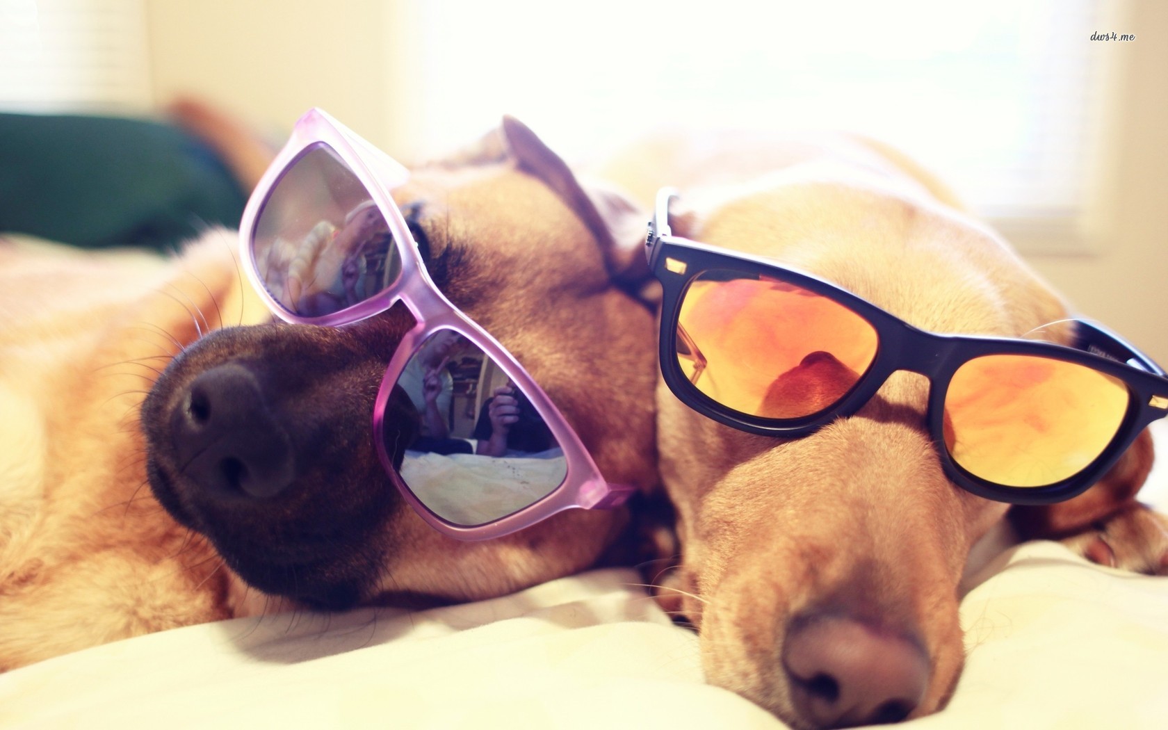 Dogs With Sunglasses Wallpaper Animal