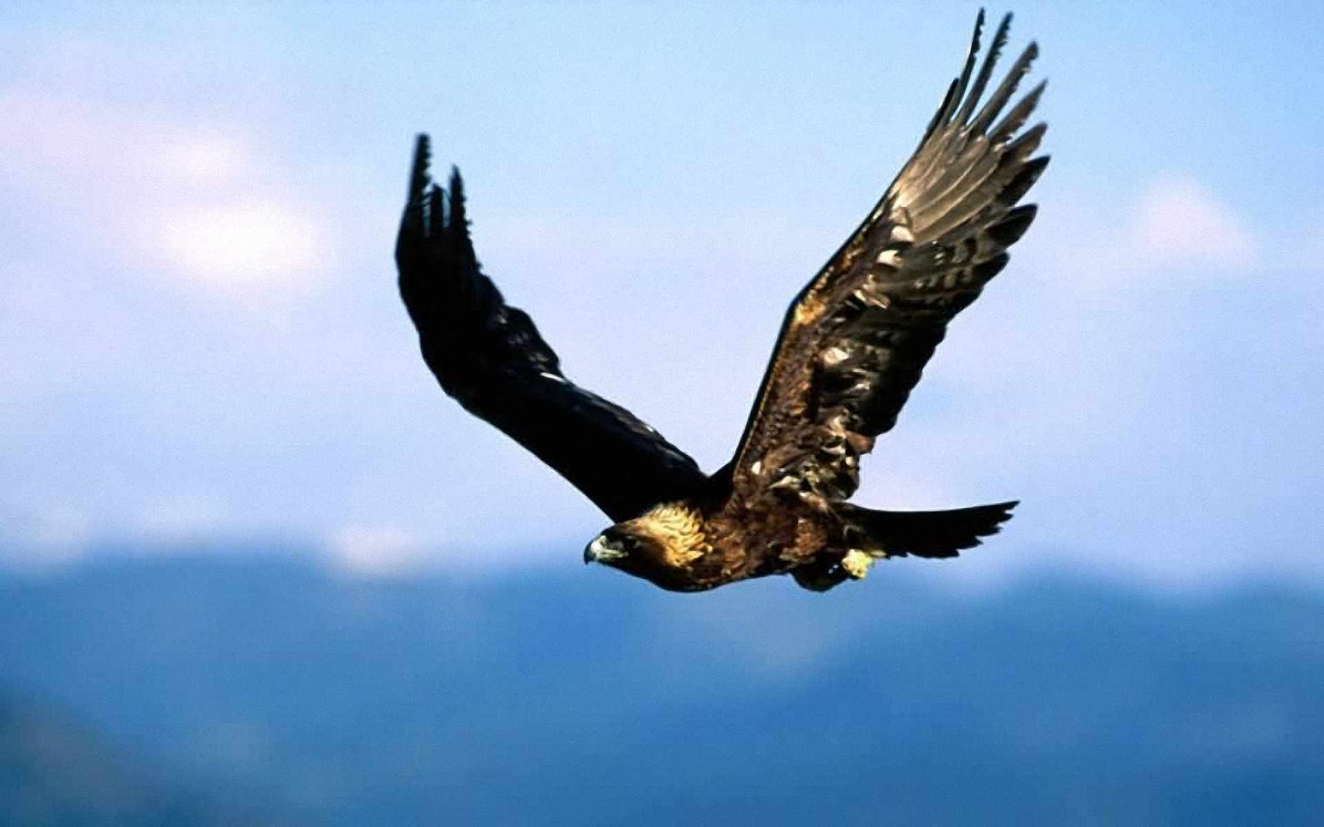 Eagle Flying 1920x1200 WallpapersEagle 1920x1200