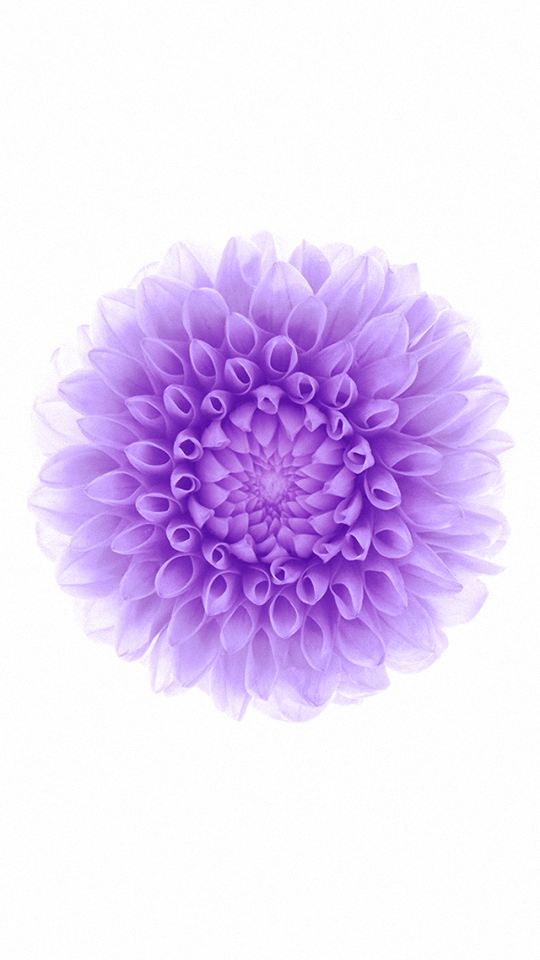 Abstract Purple Blossom Wallpaper For Mobile Phone