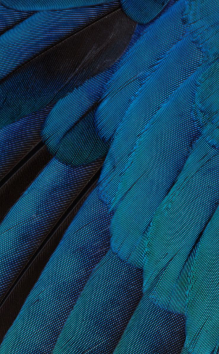 Pattern Feathers Blue Green Cool Ios9 Wallpaper Sc iPhone4s