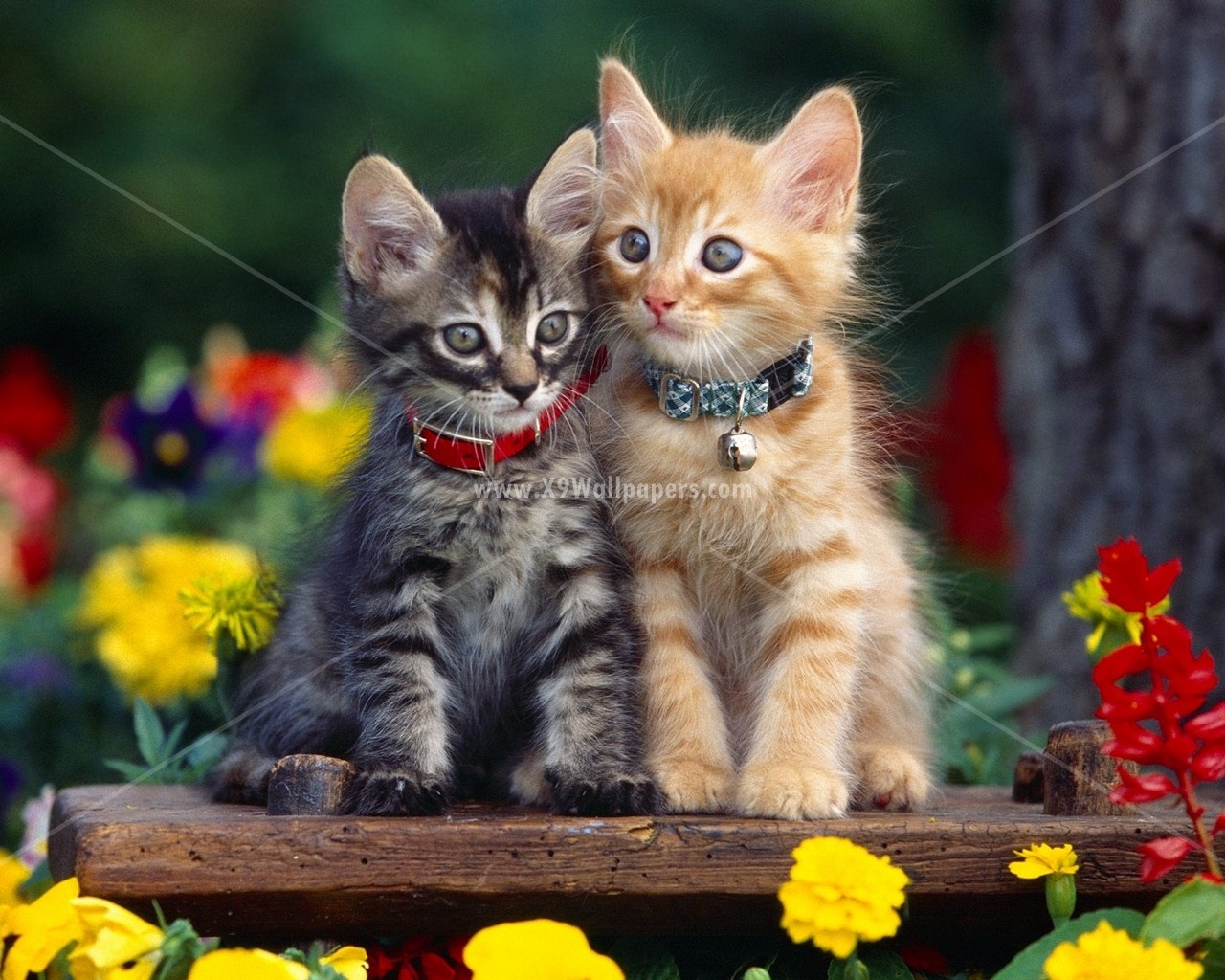 Cute And Beautiful Cats Dogs HD Wallpaper