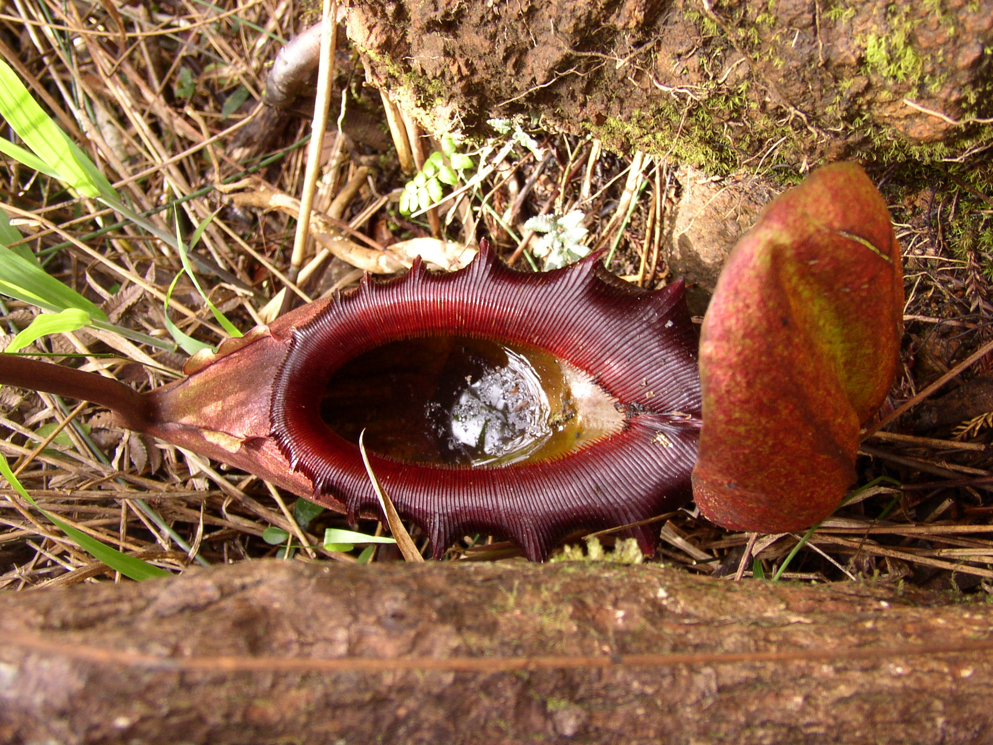 Nepenthes Attenboroughii Wallpaper High Quality