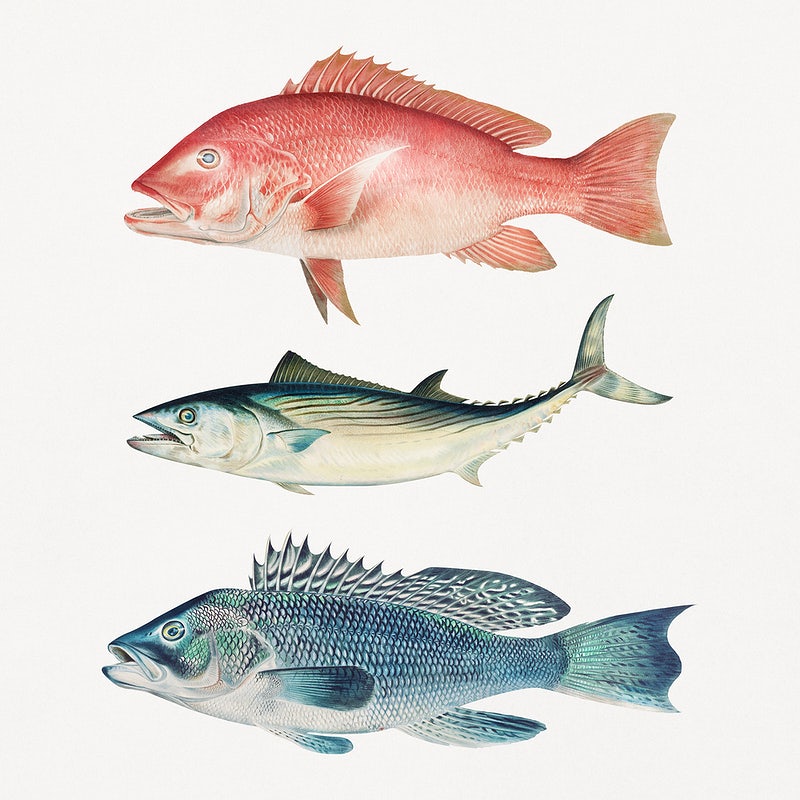 🔥 [8+] Snapper Wallpapers | WallpaperSafari