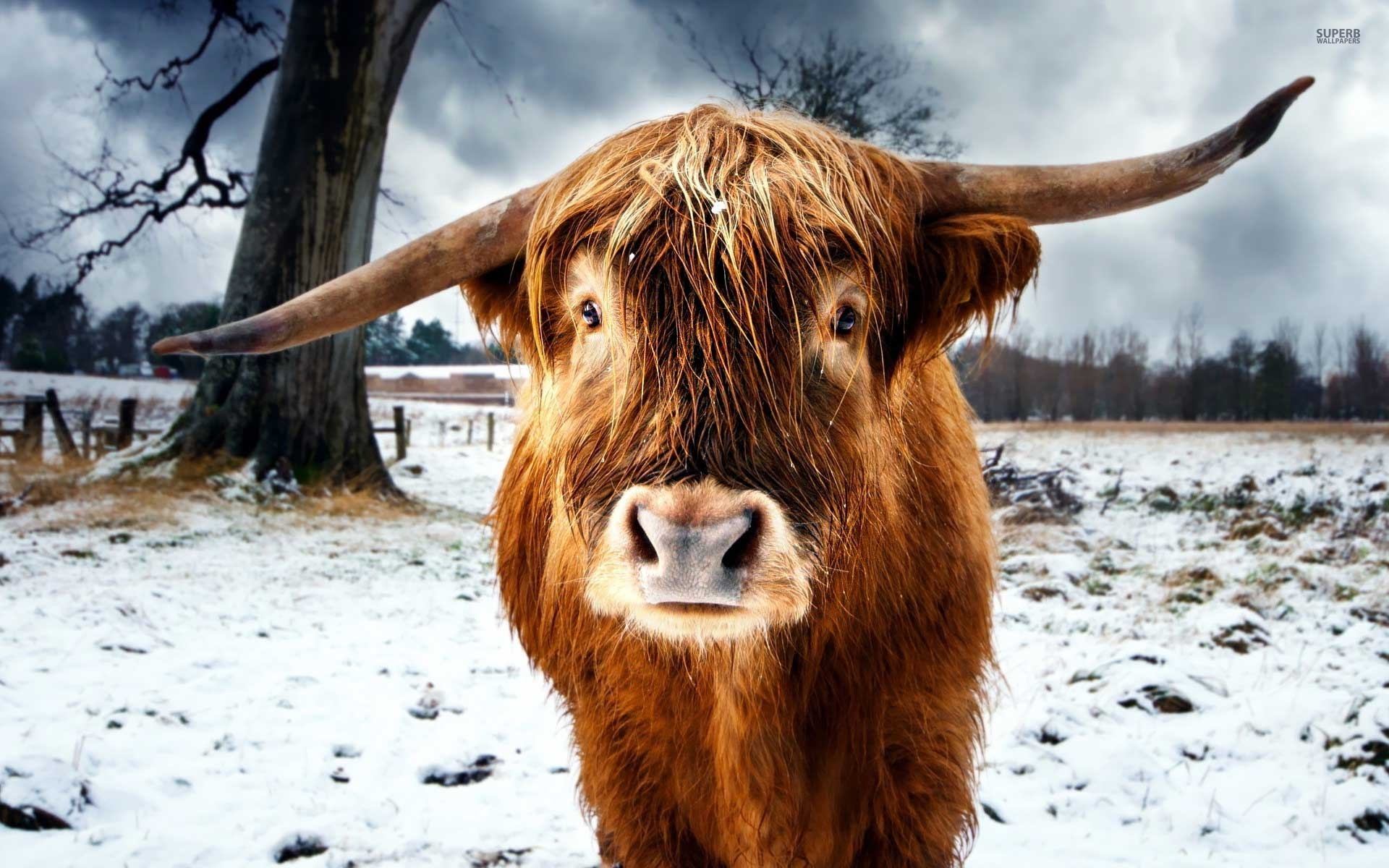 Scottish Wallpaper Highland Cattle