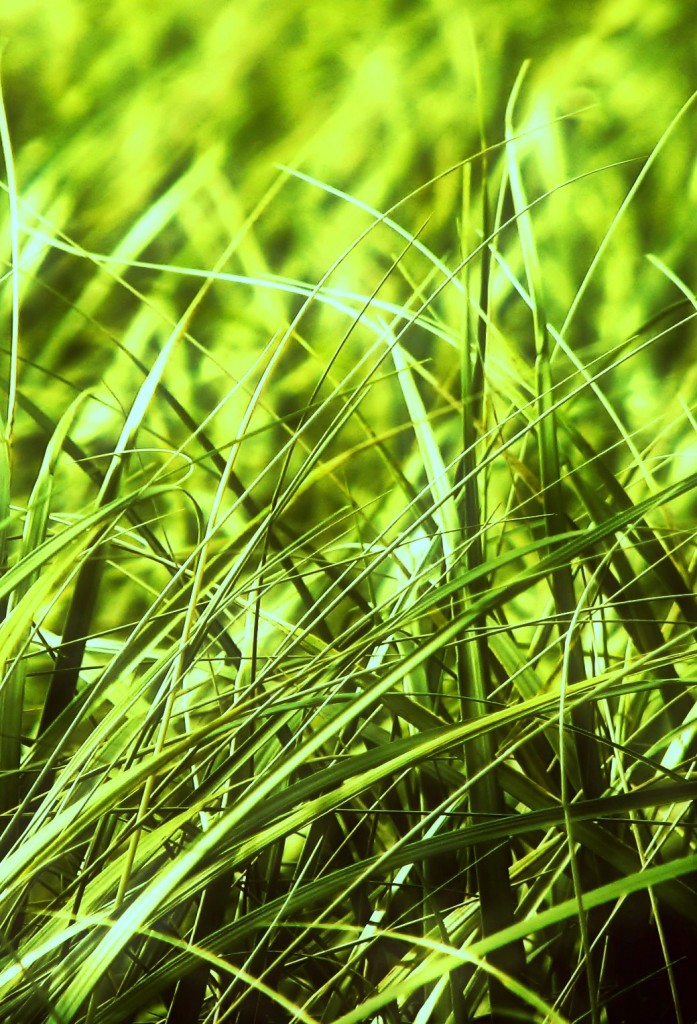 Parallax Ios Wallpaper Grass
