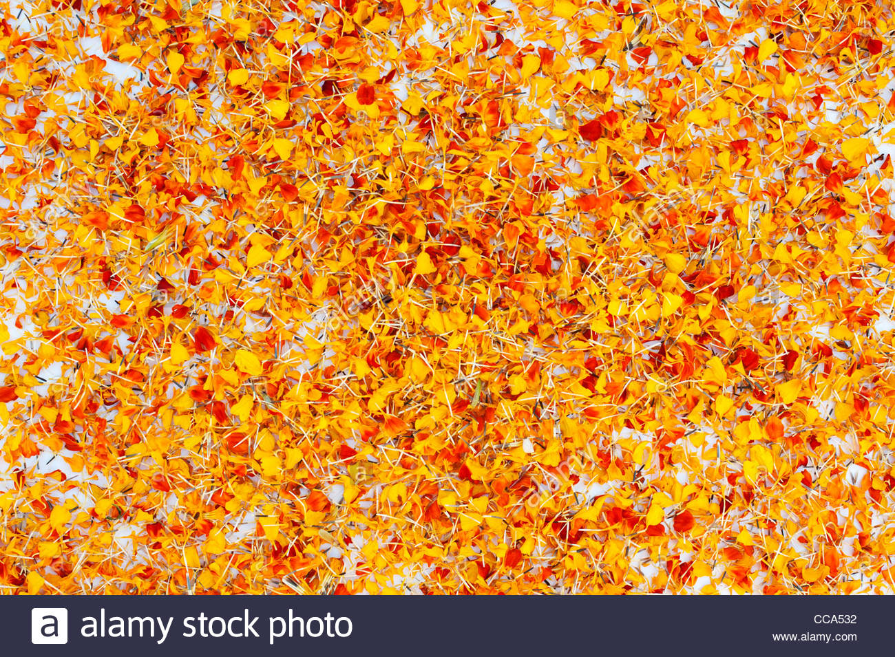 Marigold Flower Petals On A White Background Stock Photo