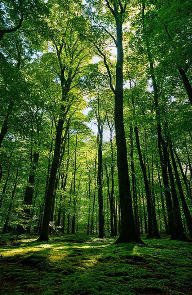 Green Forest Wallpaper Hd