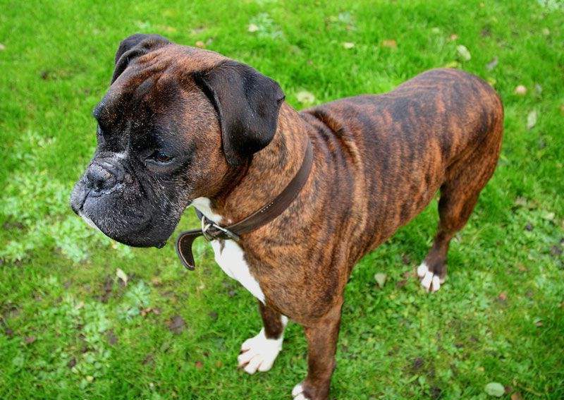 Boxer Dog Wears Leather Collar Puppies Wallpaper Picture