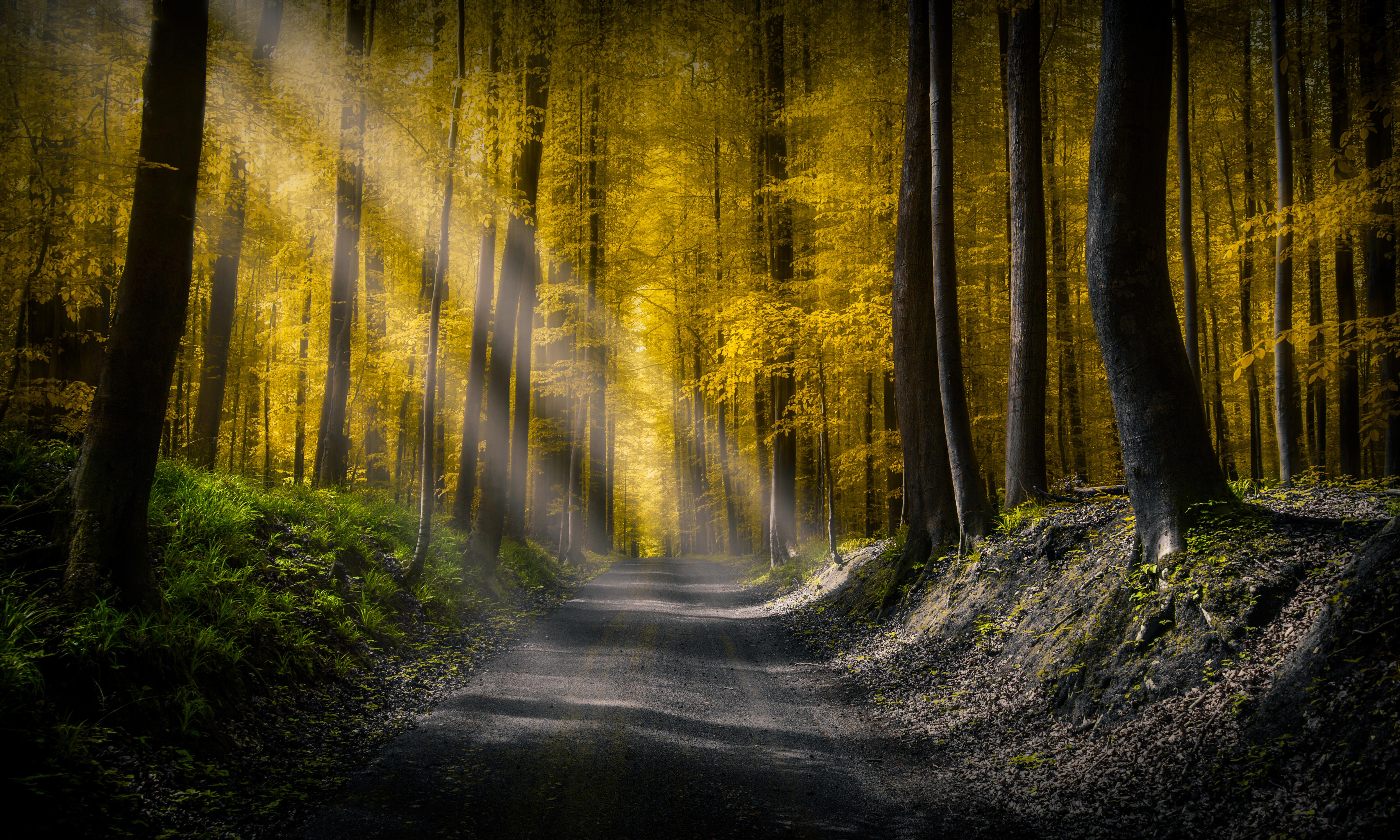 Sunbeams pierce through a golden autumn forest, illuminating a path