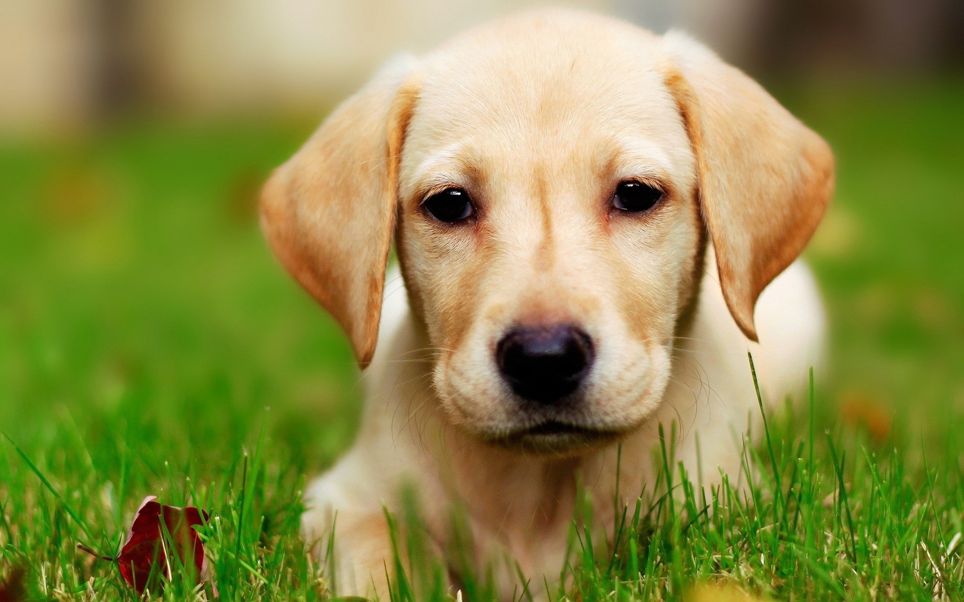 Labrador Dog Cute Picture Selection