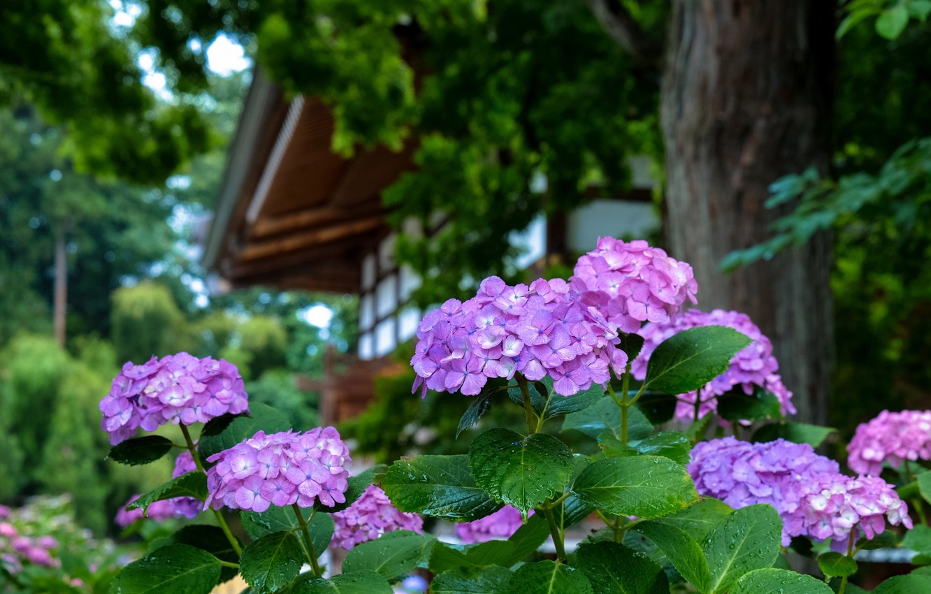 Wallpaper Japan hydrangea in the garden drops images for