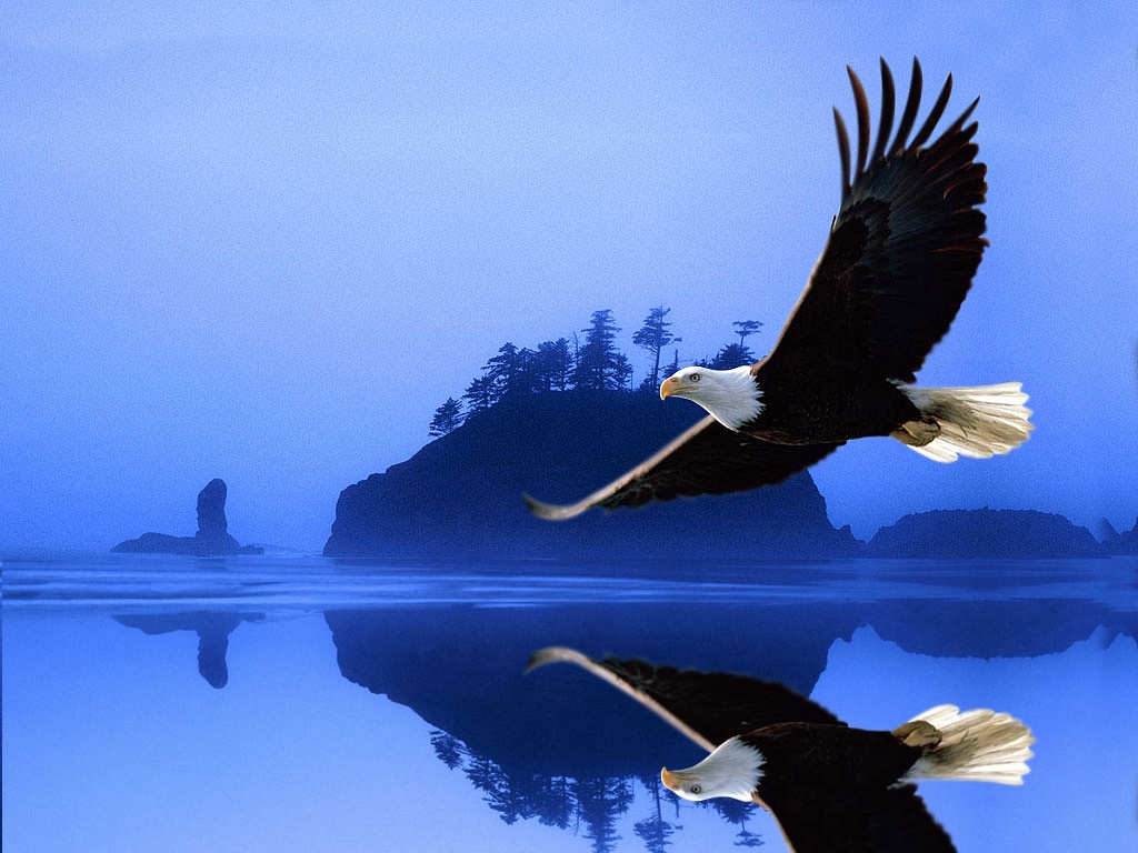 Eagle Birds Wallpapers   Entertainment Only