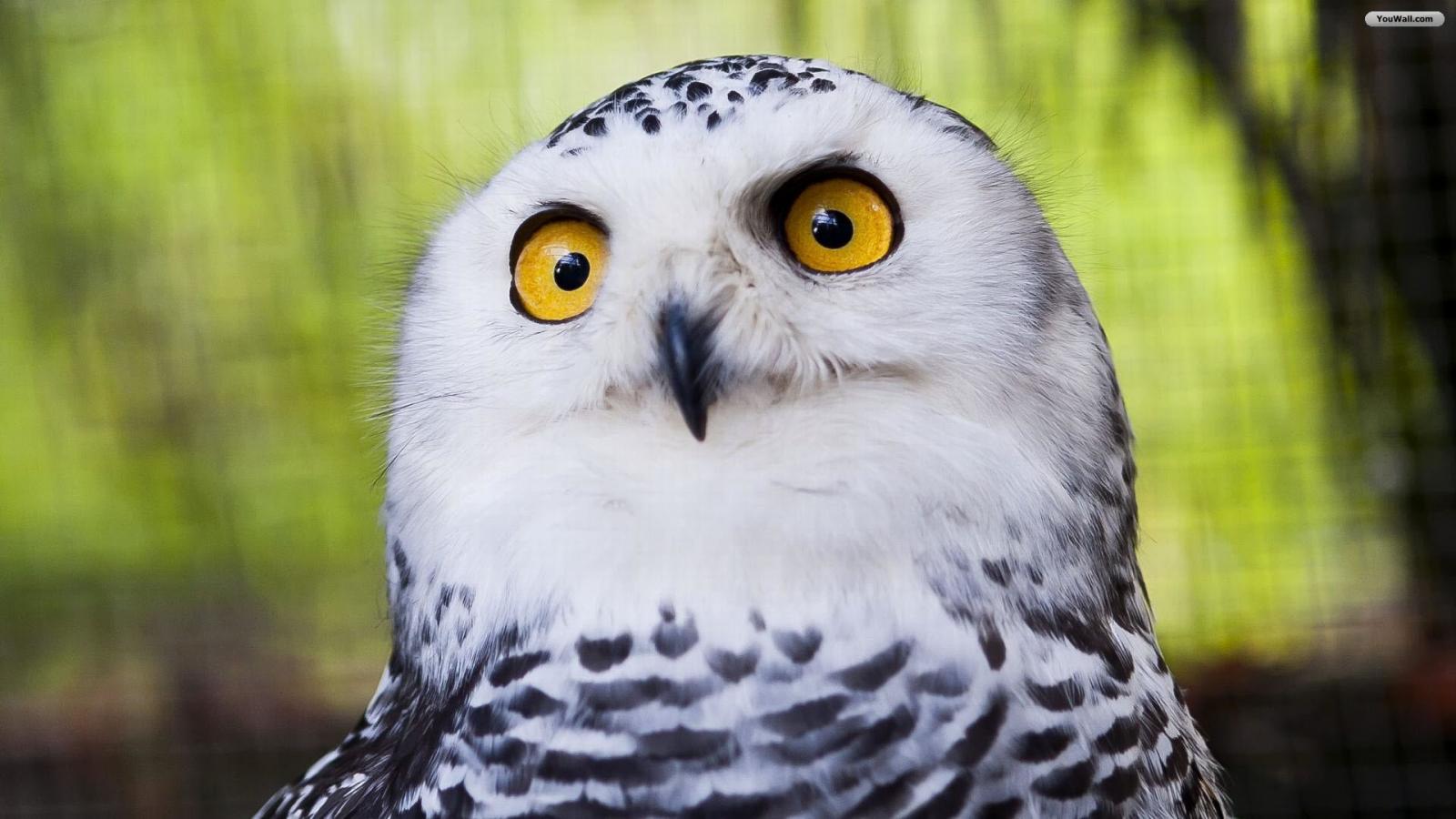 Owl Wallpaper Photo Desktop