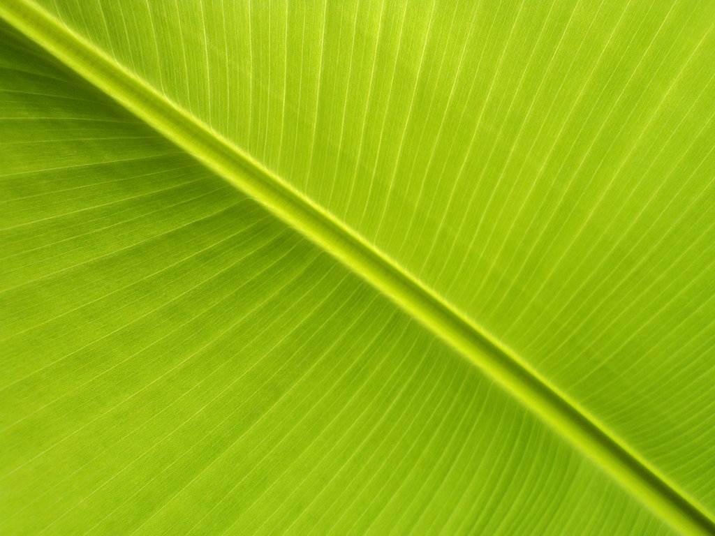 Banana Leaf Wallpaper Pattern Banana leaf ii by lukasb86