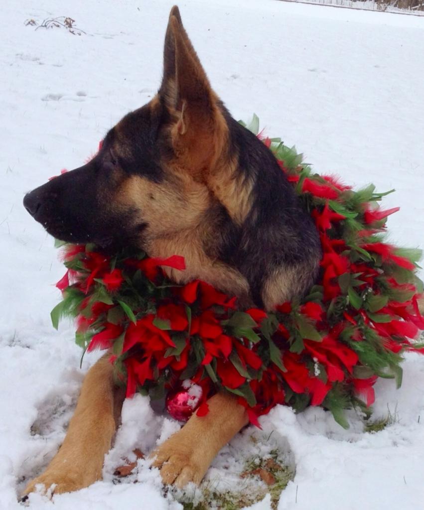 Christmas Card Worthy German Shepherd Dog Forums