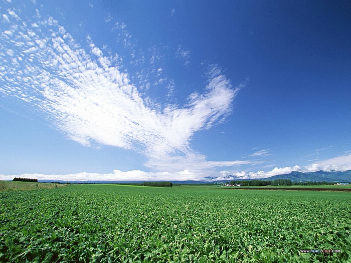 Country Field Blue Sky White Cloud Perfect Wallpaper