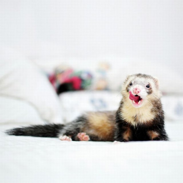 Cute Photos Of Ferrets Funny Pictures