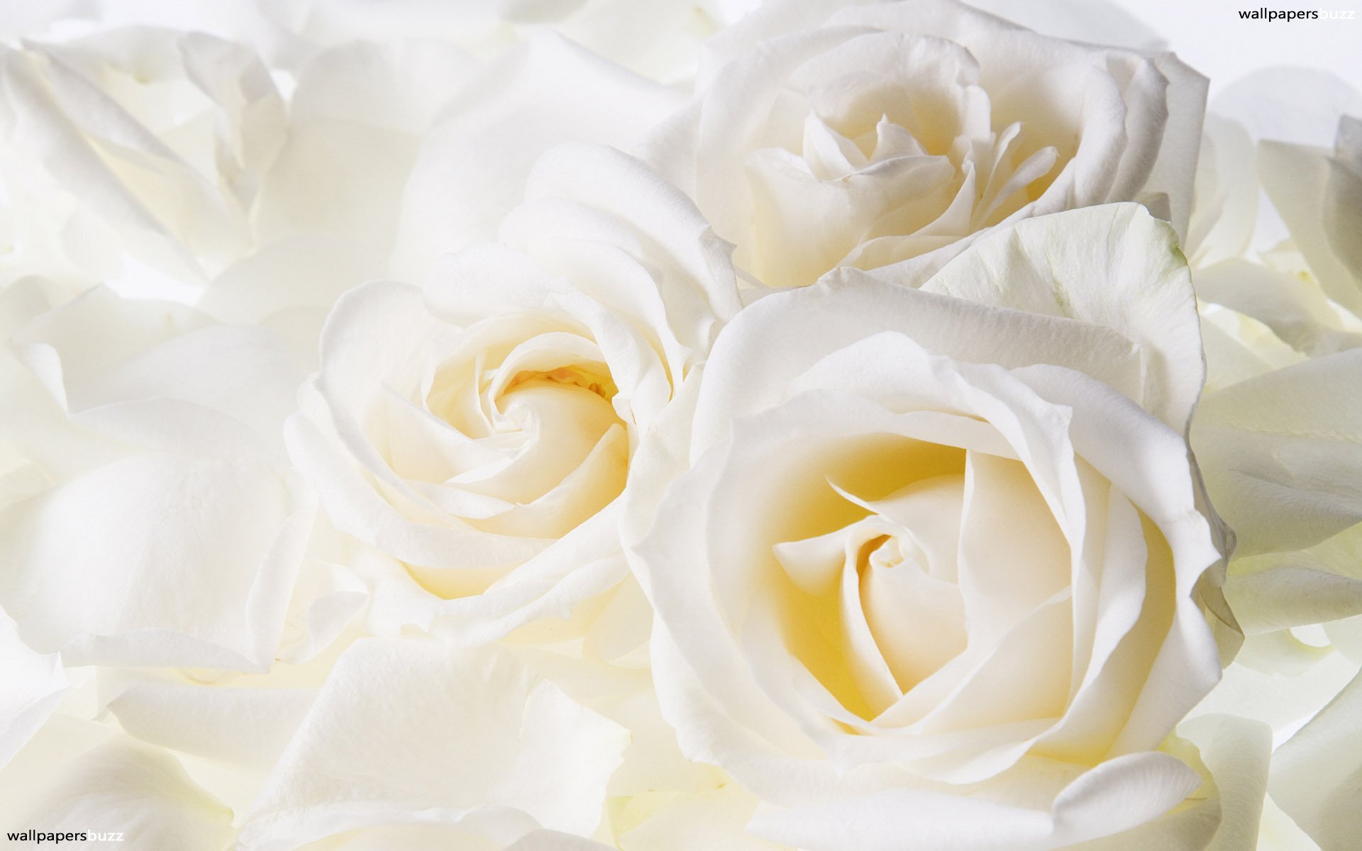 Beautiful White Roses HD Wallpaper 429   bwallescom Gallery 1920x1200