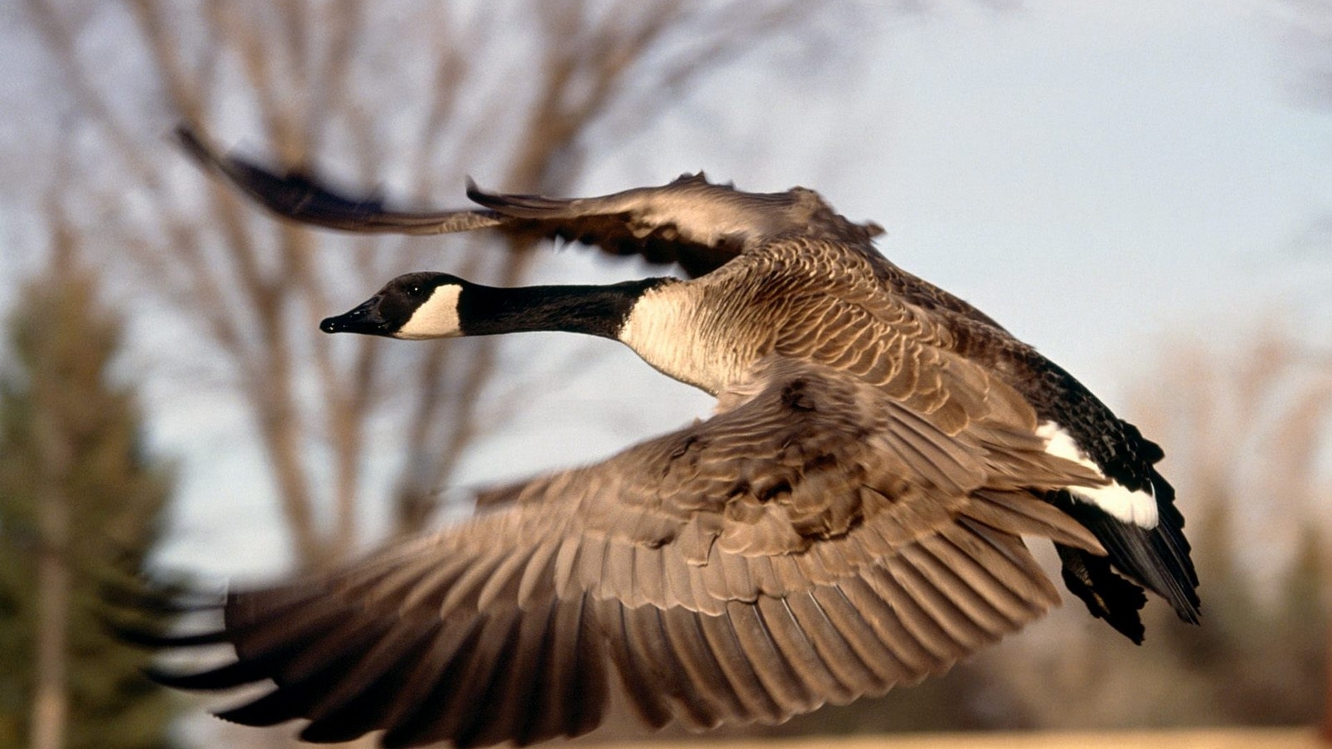 Canada Flight Canadian Goose Geese Wallpaper
