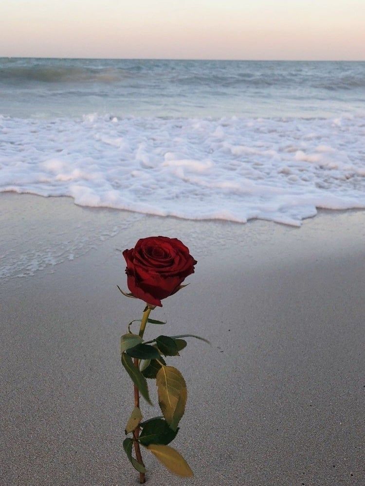 Rose In Beach Wallpaper Teahub Io