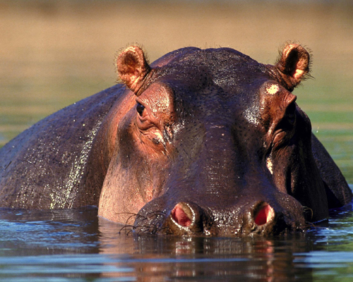 River Horse Hippopotamus Amphibius Hippo