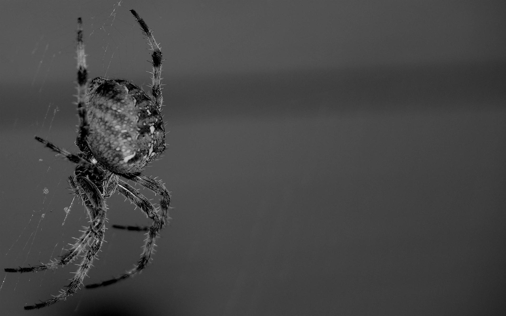 Scary Spider Background Wallpaper Desktop