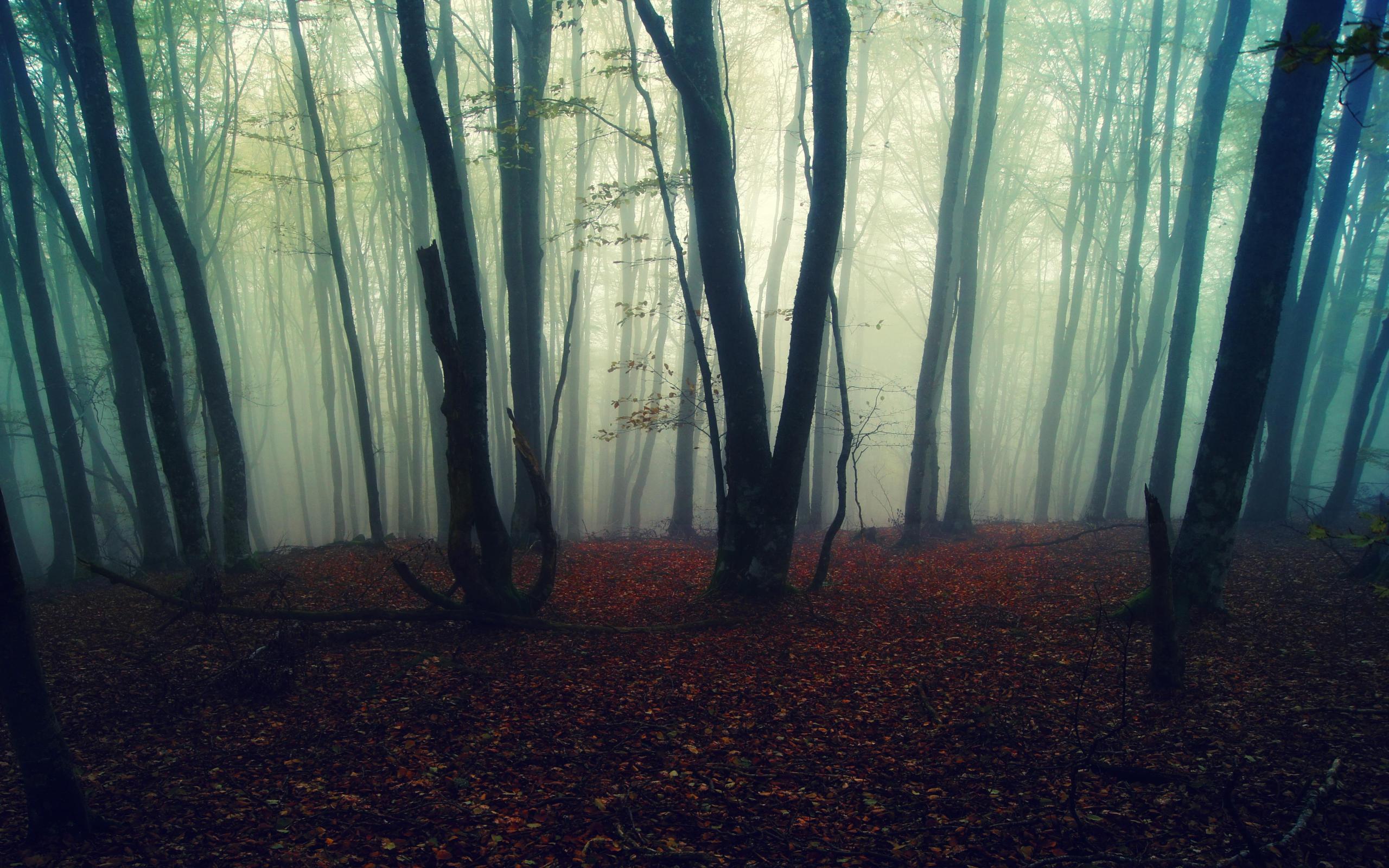 Foggy Forest Wallpaper HD Of Wallpaperask