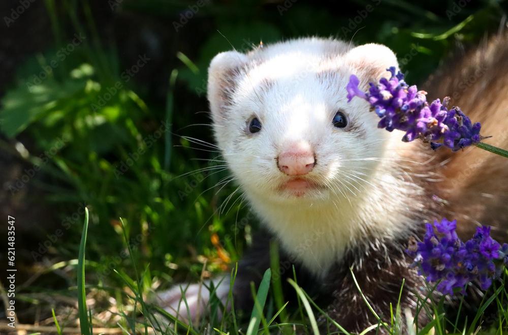 Ferret On The Grass Smells Lavender Stock Photo